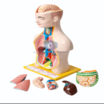 Human Torso Model Small